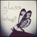 Glass_Wings